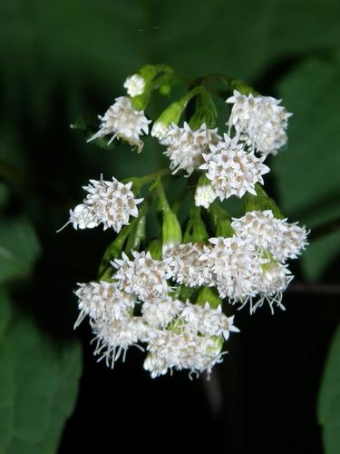 White Snakeroot (Ageratina altissima)