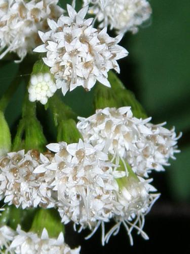 White Snakeroot (Ageratina altissima)