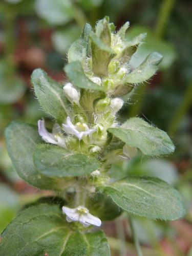 Carpet Bugle (Ajuga reptans)