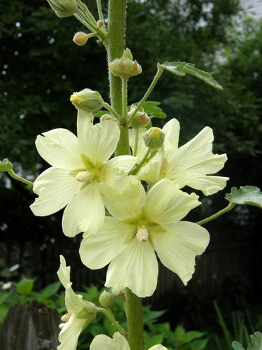 Common Hollyhock (Alcea rosea)