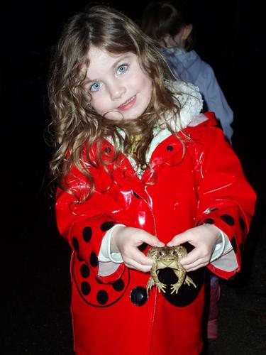 American Toad in hand