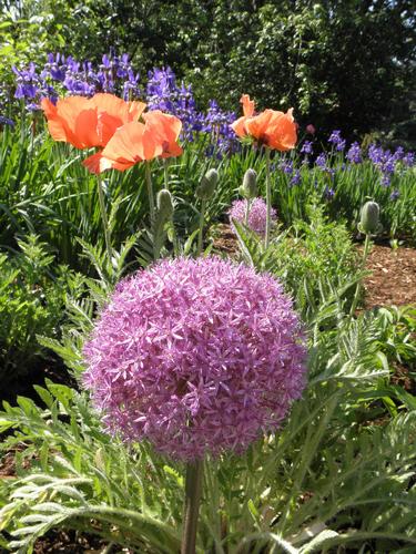 Giant Onion (Allium giganteum)