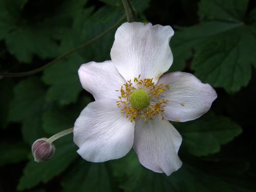 Chinese Anemone (Anemone hupehensis)