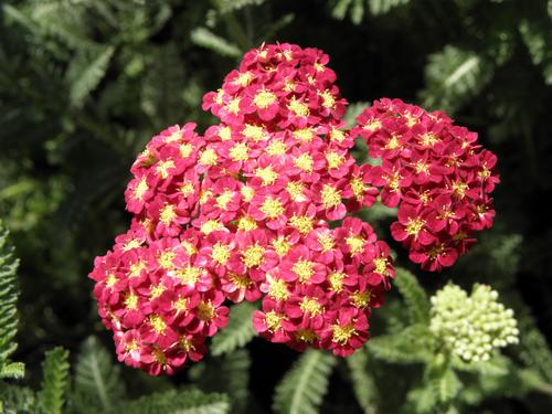 'Apricot Delight' Yarrow (Achillea millefolium 'Apricot Delight')