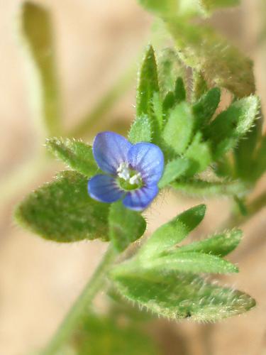 Corn Speedwell (Veronica arvensis)