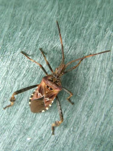 Western Conifer Seed Bug (Leptoglossus occidentalis)