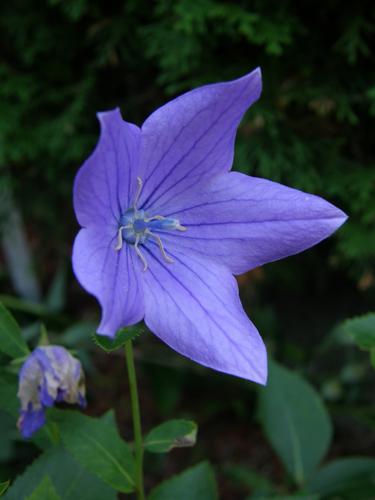 Balloon Flower (Platycodon grandiflorus)