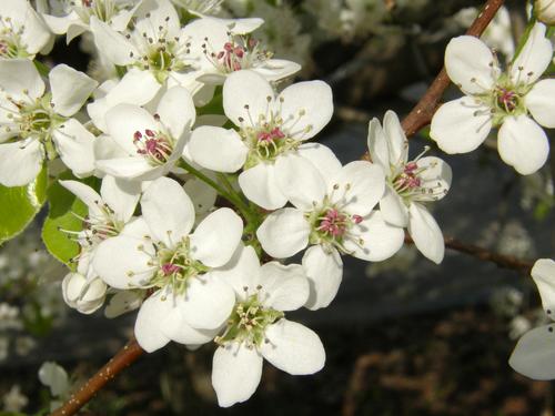 Bradford Pear (Pyrus calleryana)