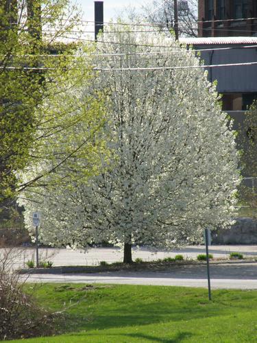 Bradford Pear (Pyrus calleryana)