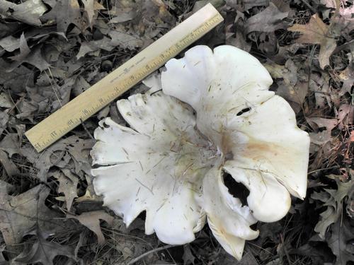 Short-stem Russula (Russula brevipes)