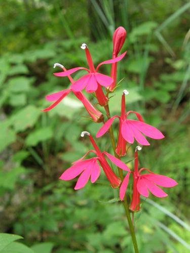 Cardinal Flower (Lobelia cardinalis)