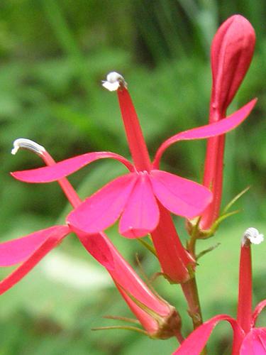 Cardinal Flower (Lobelia cardinalis)