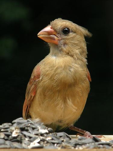 female Cardinal