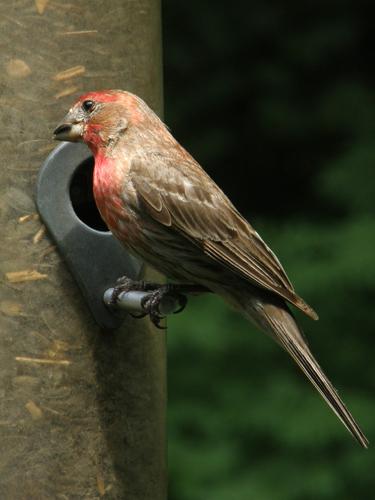 male House Finch (Carpodacus mexicanus)