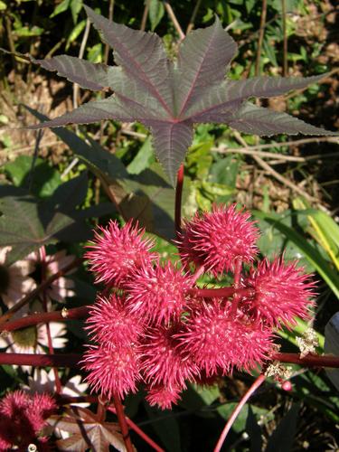 Castor Bean (Ricinus communis)