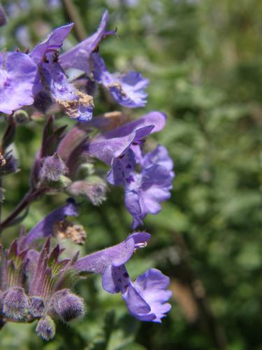 Faassen's Catmint (Nepeta x faassenii)