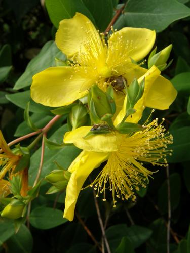 Large-flowered St. John's Wort (Hypericum kouytchense)