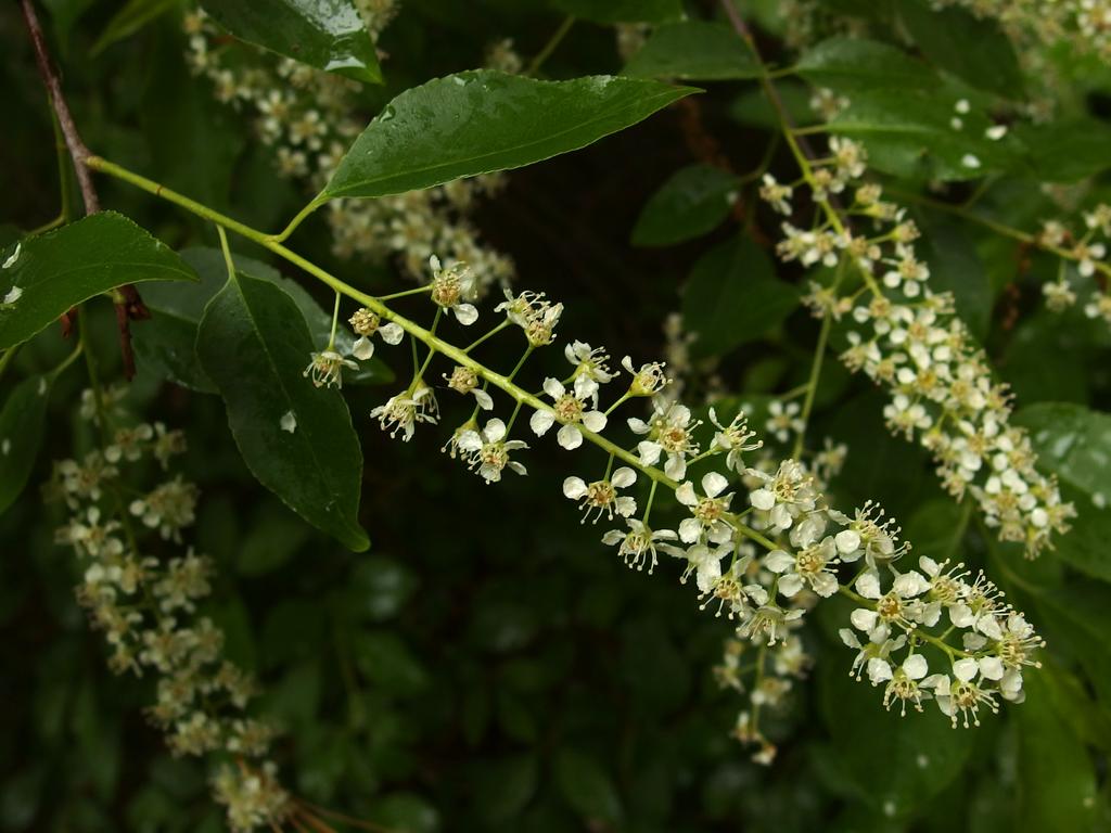 Black Cherry (Prunus serotina) flowers in May at Nashua, NH