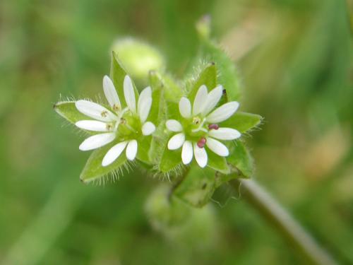 Common Chickweed (Stellaria media)