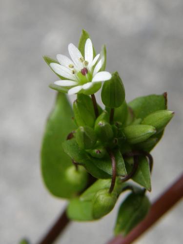 Chickweed (Stellaria spp)