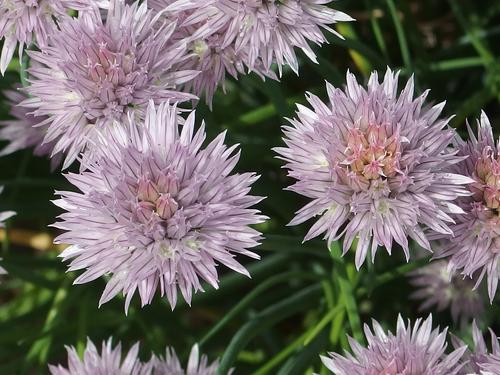 chives (Allium schoenoprasum) in June at Lebanon in New Hampshire