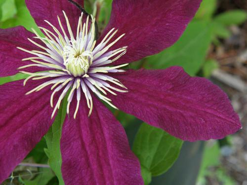 Garden Clematis (Clematis x hybrid)