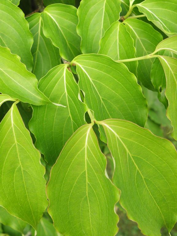 Japanese Dogwood leaves (Cornus kousa) at Manchester in New Hampshire