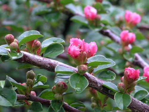 Rockspray Cotoneaster (Cotoneaster horizontalis)