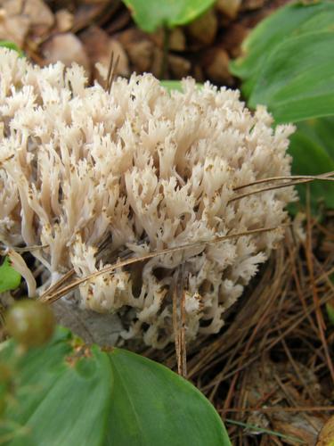 Cockscomb Coral