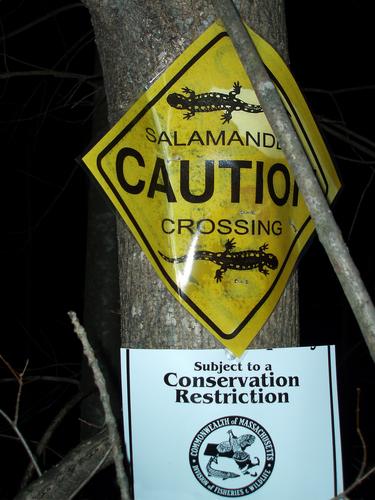 Salamander road crossing sign