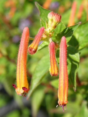 Mexican Heather (Cuphea cyanea 'Caribbean Sunset')