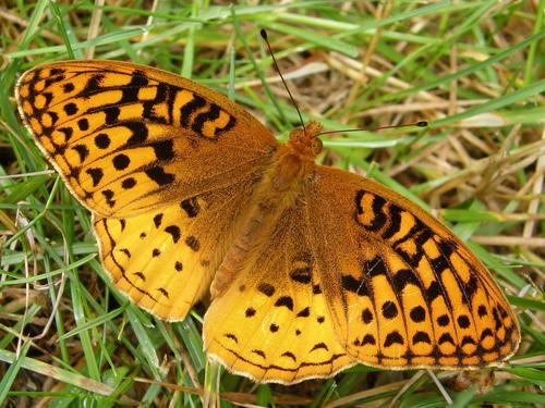 Great Spangled Fritillary (Speyeria cybele)