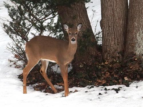 White-tailed Deer