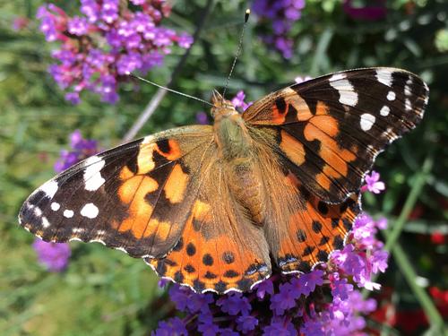 Painted Lady (Vanessa cardui) on Purpletop Vervain (Verbana bonariensis) in September in southern Vermont