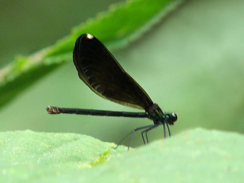 female Black-winged Damselfly (Calopteryx maculata)