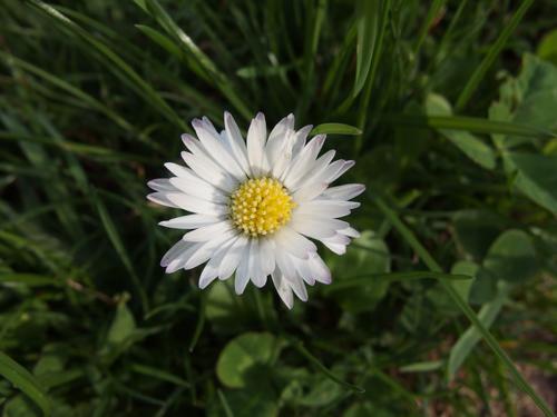 English Daisy in April at Nashua in New Hampshire