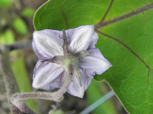 Eggplant (Solanum melongena)