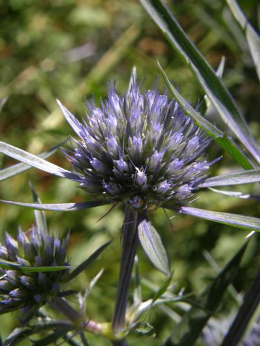 Flat Sea Holly