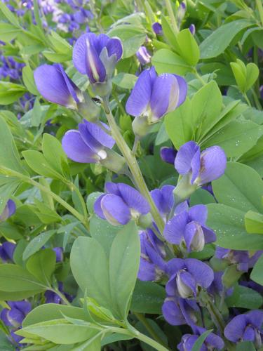 False Indigo (Baptisia australis)