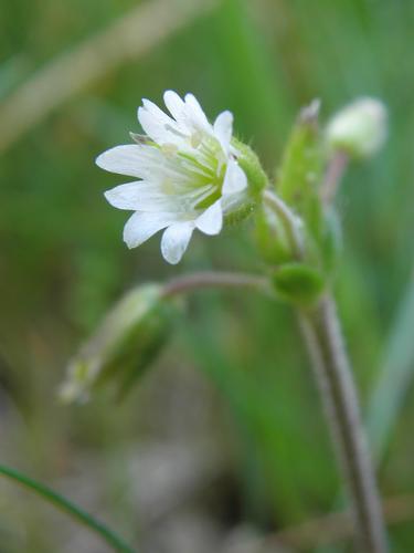 Field Chickweed (Cerastium arvense)