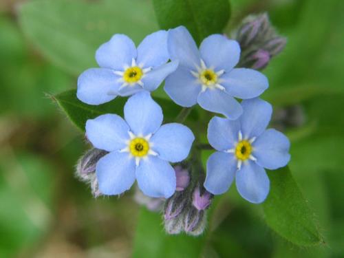 Wood Forget-me-not (Myosotis sylvatica)