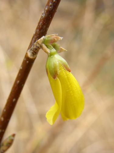 Forsythia (Forsythia x intermedia)