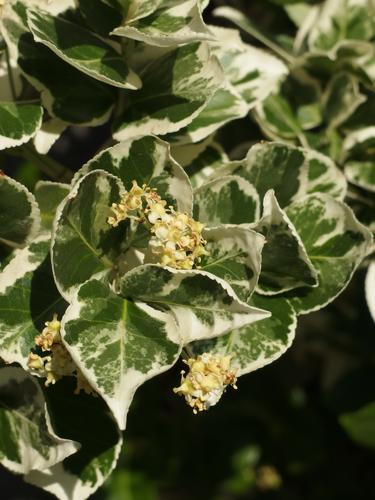 Variegated Euonymus (Euonymus fortunei 'Emerald Gaity') shrub in June at Nashua in New Hampshire