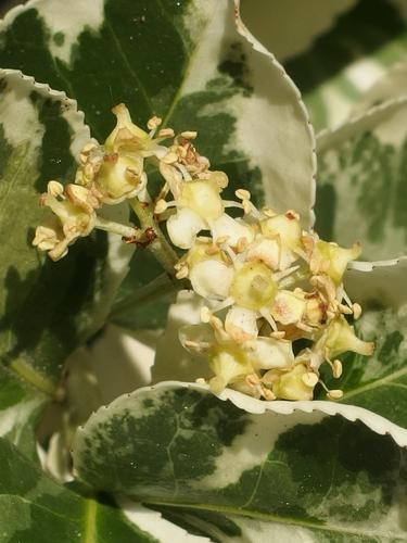 Variegated Euonymus