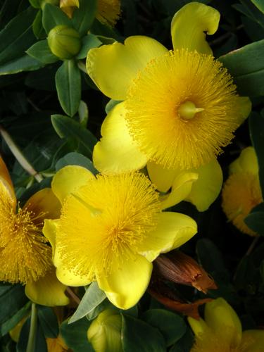 Golden St. John's Wort (Hypericum frondosum) in July at Nashua, New Hampshire