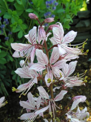 Gas Plant (Dictamnus albus var purpureus)