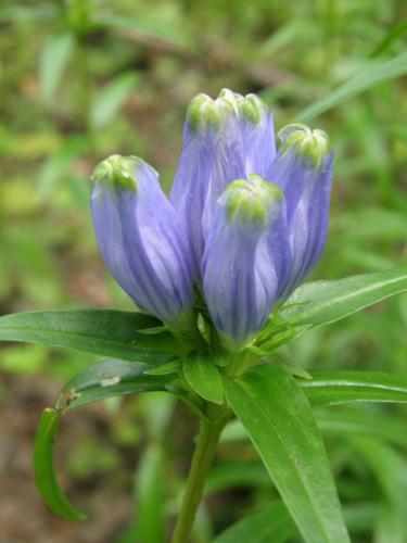 Narrow-leaved Gentian (Gentiana linearis)