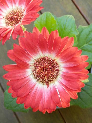 Gerbera Daisy (Gerbera jamesonii)