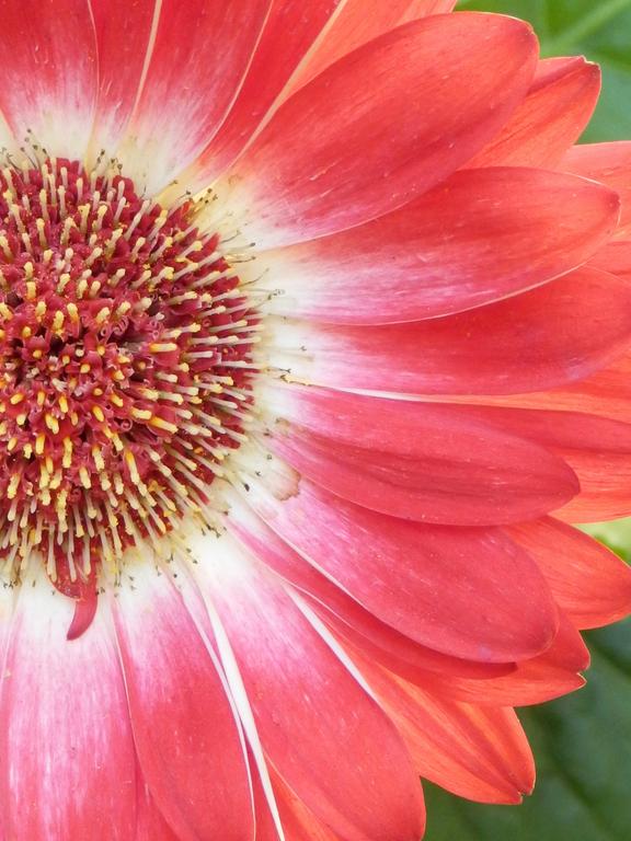 Gerbera Daisy (Gerbera jamesonii)