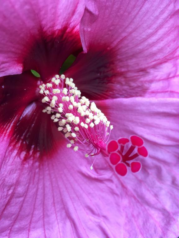 Giant Hibiscus (Hibiscus moscheutos) in August in southern New Hampshire